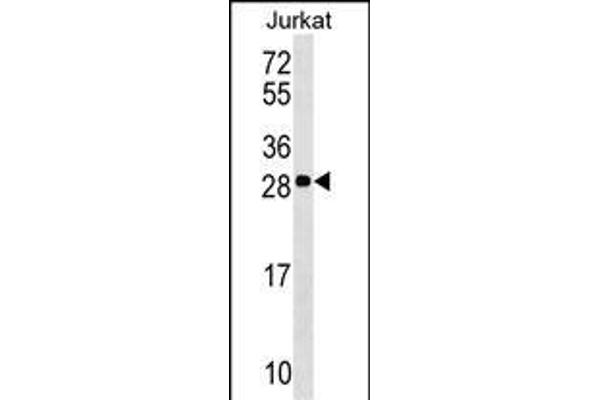 ANP32C antibody  (AA 130-158)