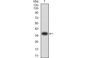 Western blot analysis using RUNX1 mAb against human RUNX1 (AA: 237-337) recombinant protein. (RUNX1 antibody  (AA 237-337))