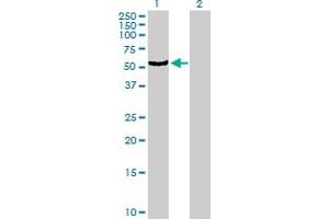 Western Blot analysis of CYP4B1 expression in transfected 293T cell line by CYP4B1 MaxPab polyclonal antibody. (CYP4B1 antibody  (AA 1-512))