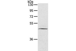 Western Blot analysis of TM4 cell using CERS3 Polyclonal Antibody at dilution of 1:200 (LASS3 antibody)