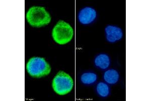 Immunofluorescence staining of fixed K562 cells with anti-MS4A4A antibody 5C12. (Recombinant MS4A4A antibody)
