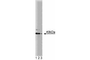 Western blot analysis of JNK/SAPK1 on PC12 cell lysate. (JNK/SAPK1 (Pan) (AA 264-415) antibody)