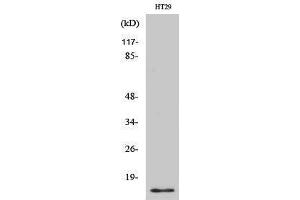 Western Blotting (WB) image for anti-Cellular Retinoic Acid Binding Protein 2 (CRABP2) (Internal Region) antibody (ABIN3174545) (CRABP2 antibody  (Internal Region))