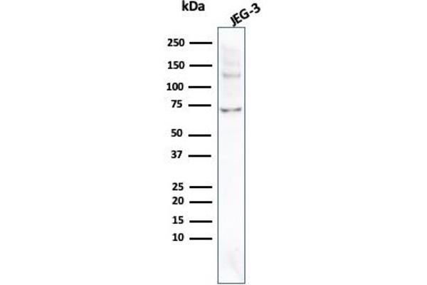 Recombinant PLAP antibody