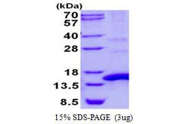 POLR2J Protein (His tag)