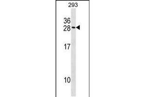 Western blot analysis in 293 cell line lysates (35ug/lane). (MARCKSL1 antibody  (C-Term))