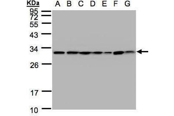 14-3-3 theta antibody  (Center)