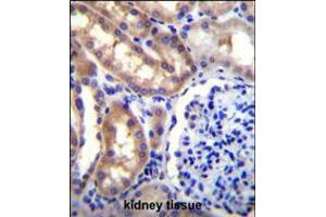 SH2D4A Antibody immunohistochemistry analysis in formalin fixed and paraffin embedded human kidney tissue followed by peroxidase conjugation of the secondary antibody and DAB staining. (SH2D4A antibody  (N-Term))