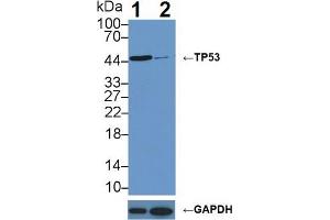 Knockout Varification: Lane 1: Wild-type MCF7 cell lysate; Lane 2: TP53 knockout MCF7 cell lysate; Predicted MW: 24,30,33,34,38,39,44kDa Observed MW: 46kDa Primary Ab: 1µg/ml Rabbit Anti-Human TP53 Antibody Second Ab: 0. (p53 antibody  (AA 108-370))