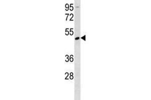 Rage antibody western blot analysis in mouse Neuro-2a lysate. (RAGE antibody  (AA 76-104))