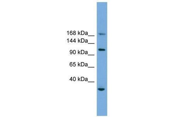 PHLDB1 anticorps  (Middle Region)