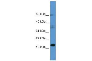 HINT2 antibody (70R-10019) used at 0. (HINT2 antibody  (C-Term))