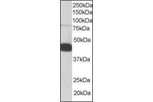 Antibody staining (0. (Pleckstrin antibody  (C-Term))