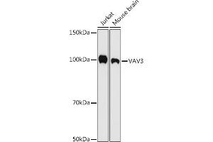 Western blot analysis of extracts of various cell lines, using V antibody (ABIN7271305) at 1:500 dilution. (VAV3 antibody)