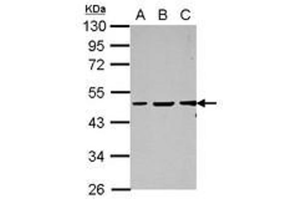 GC-Rich Promoter Binding Protein 1 (GPBP1) (AA 1-207) antibody