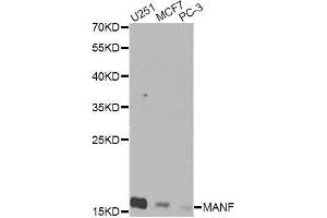 Western blot analysis of extracts of various cell lines, using MANF Antibody. (MANF antibody  (AA 25-182))