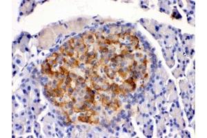 IHC testing of rat pancreas with HSD11B2 antibody. (HSD11B2 antibody)