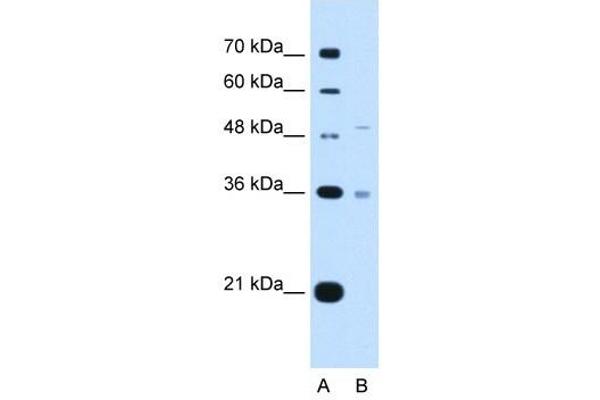 UST antibody  (C-Term)