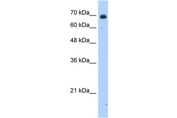 ZNF823 antibody  (N-Term)