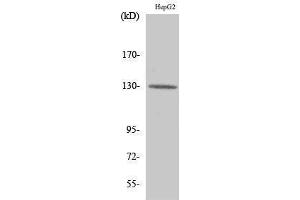 Western Blotting (WB) image for anti-Integrin beta 3 (ITGB3) (Ser632) antibody (ABIN3185205) (Integrin beta 3 antibody  (Ser632))