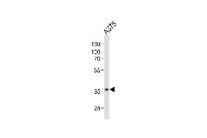 Western Blotting (WB) image for anti-Glyceraldehyde-3-Phosphate Dehydrogenase (GAPDH) (AA 62-91), (N-Term) antibody (ABIN392353)