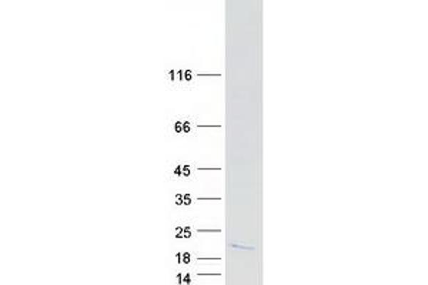 DPM3 Protein (Transcript Variant 1) (Myc-DYKDDDDK Tag)