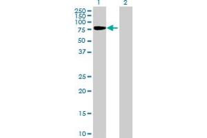 Western Blot analysis of SH2D3C expression in transfected 293T cell line by SH2D3C MaxPab polyclonal antibody. (SH2D3C antibody  (AA 1-703))