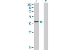 Western Blot analysis of RAG2 expression in transfected 293T cell line by RAG2 MaxPab polyclonal antibody. (RAG2 antibody  (AA 1-527))