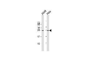 Western Blot at 1:2000 dilution Lane 1: A549 whole cell lysate Lane 2: Hela whole cell lysate Lysates/proteins at 20 ug per lane. (IGF2 antibody  (AA 39-68))