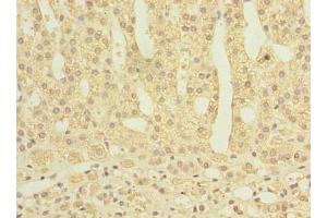 Immunohistochemistry of paraffin-embedded human adrenal gland tissue using ABIN7166868 at dilution of 1:100 (PLPBP antibody  (AA 1-275))
