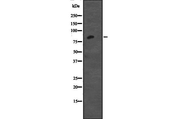 Cadherin 12 antibody  (Internal Region)