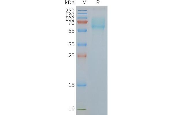 SLC1A5 Protein