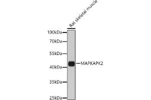 Western blot analysis of extracts of Rat skeletal muscle, using MAPKAPK-2/MK2 antibody (ABIN7268665) at 1:1000 dilution. (MAPKAP Kinase 2 antibody  (AA 1-70))