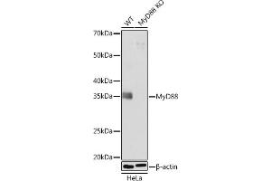 Western blot analysis of extracts from wild type (WT) and MyD88 knockout (KO) HeLa cells, using MyD88 antibody (ABIN7268723) at 1:1000 dilution. (MYD88 antibody)