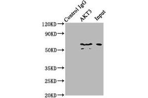 Immunoprecipitating AKT3 in mouse brain whole cell lysate Lane 1: Rabbit control IgG (1 μg) instead of ABIN7167032 in mouse brain whole cell lysate. (AKT3 antibody  (AA 1-164))