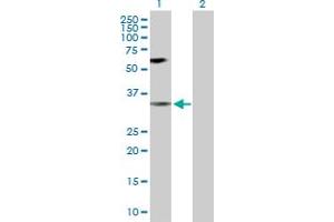 Western Blot analysis of MAPK14 expression in transfected 293T cell line by MAPK14 MaxPab polyclonal antibody. (MAPK14 antibody  (AA 1-360))