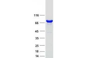 Validation with Western Blot (CARS Protein (Transcript Variant 1) (Myc-DYKDDDDK Tag))