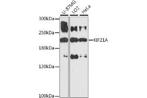 Western blot analysis of extracts of various cell lines, using KIF21A antibody (ABIN7268127) at 1:1000 dilution. (KIF21A antibody  (AA 1070-1270))