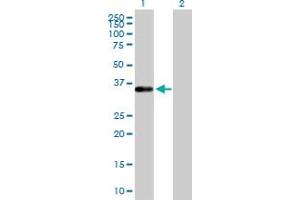 Western Blot analysis of TEAD4 expression in transfected 293T cell line by TEAD4 MaxPab polyclonal antibody. (TEAD4 antibody  (AA 1-305))