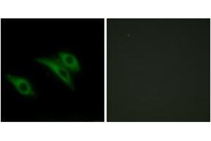 Immunofluorescence (IF) image for anti-CD9 (CD9) (AA 101-150) antibody (ABIN2889898) (CD9 antibody  (AA 101-150))