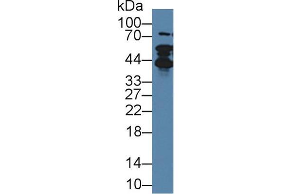 Thymopoietin antibody  (AA 1-243)