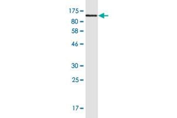 MALT1 anticorps  (AA 1-813)