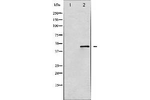 Western blot analysis of SEK1/MKK4 expression in NIH-3T3 whole cell lysates,The lane on the left is treated with the antigen-specific peptide. (MAP2K4 antibody  (N-Term))