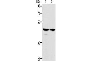 Gel: 10 % SDS-PAGE, Lysate: 40 μg, Lane 1-2: Hela cells, A549 cells, Primary antibody: ABIN7128194(ACTL8 Antibody) at dilution 1/350, Secondary antibody: Goat anti rabbit IgG at 1/8000 dilution, Exposure time: 5 seconds (Actin-Like 8 antibody)