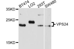 Western blot analysis of extracts of various cell lines, using VPS24 antibody (ABIN5999180) at 1/1000 dilution. (CHMP3 antibody)