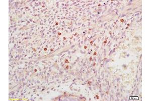 Formalin-fixed and paraffin embedded mouse embryo labeled with Anti-DHFR Polyclonal Antibody, Unconjugated (ABIN1387277) at 1:200 followed by conjugation to the secondary antibody and DAB staining (Dihydrofolate Reductase antibody)