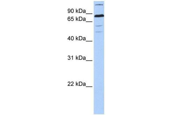 ZNF700 antibody  (C-Term)