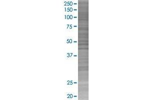 NRP2 transfected lysate. (NRP2 293T Cell Transient Overexpression Lysate(Denatured))