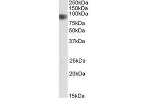 Western Blotting (WB) image for anti-Nucleotide-Binding Oligomerization Domain Containing 1 (NOD1) (C-Term) antibody (ABIN2464564) (NOD1 antibody  (C-Term))