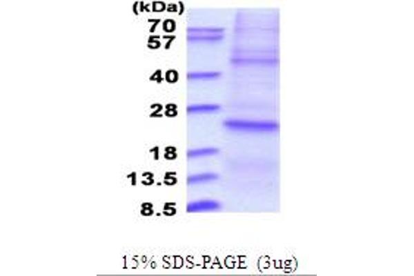 DUSP22 Protein (AA 1-184) (His tag)